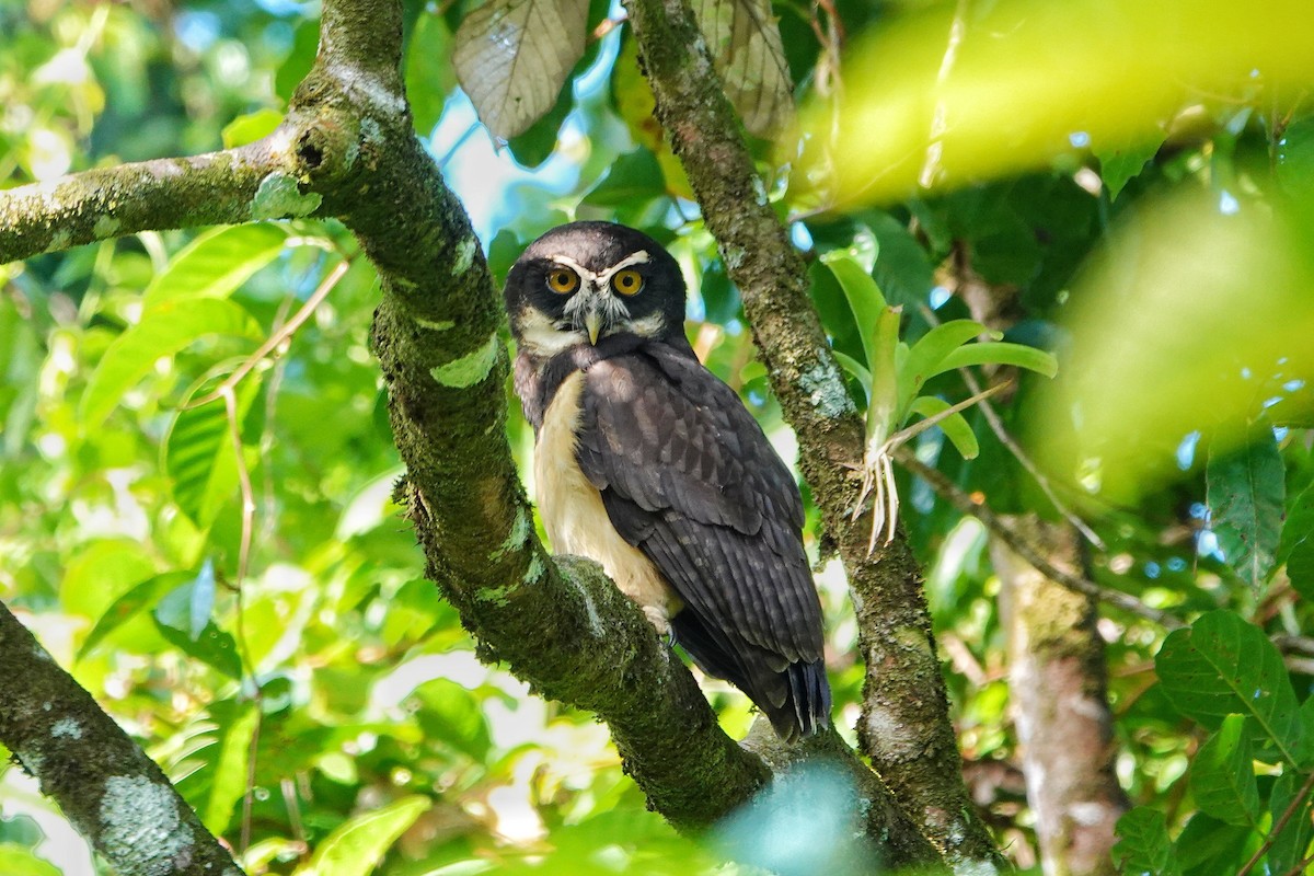 Spectacled Owl - ML405698771