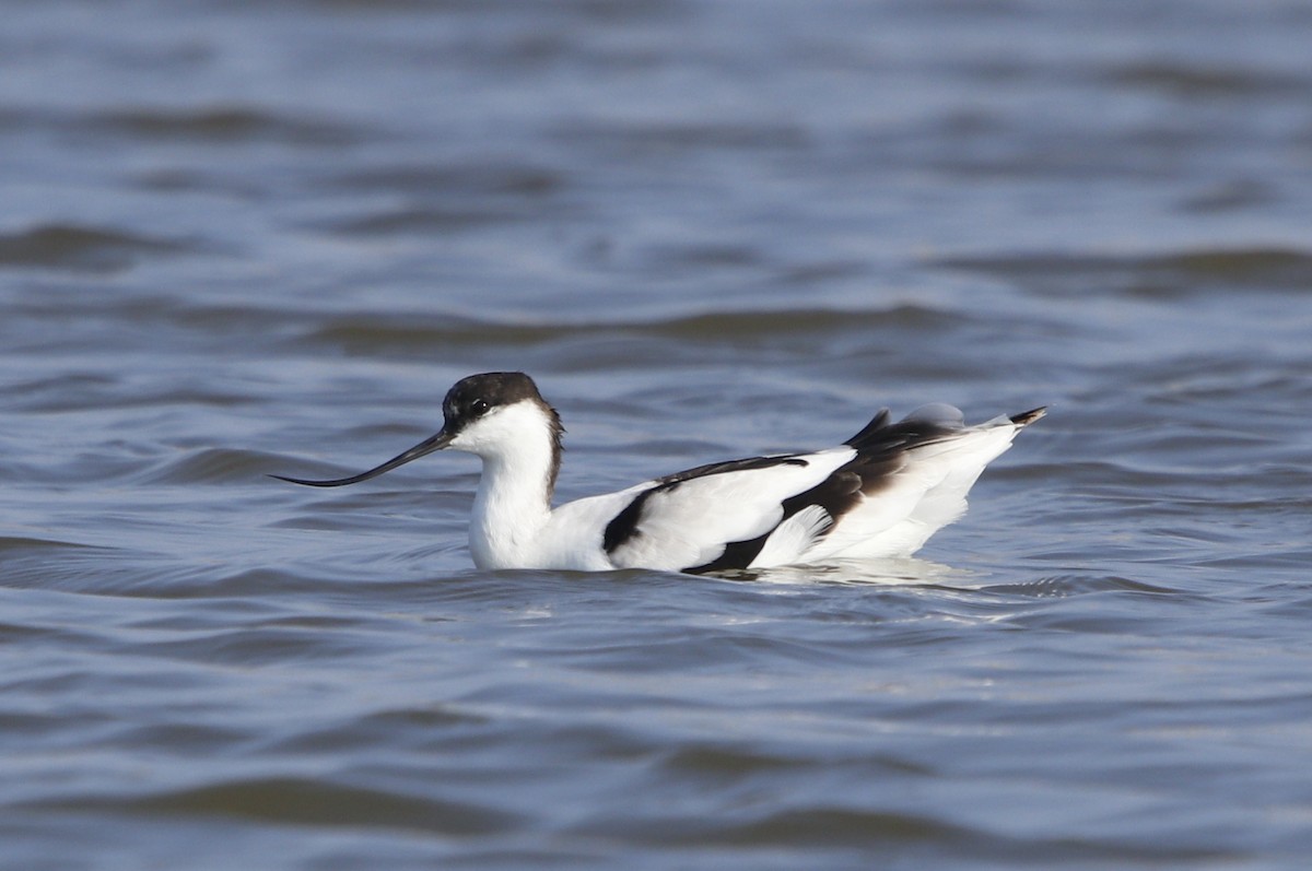 Pied Avocet - Bhaarat Vyas