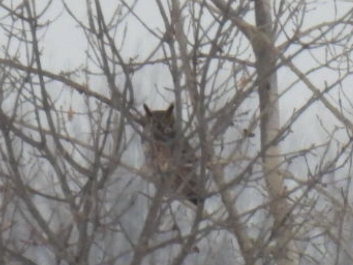 Great Horned Owl - ML405700821