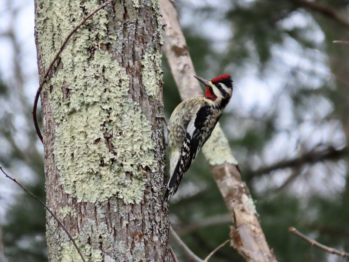 Yellow-bellied Sapsucker - ML405701801