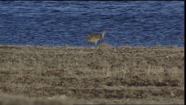 Sandhill Crane - ML405703