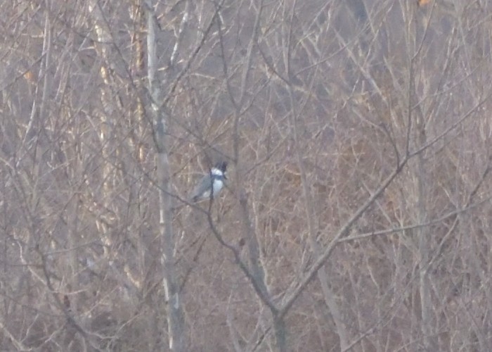 Belted Kingfisher - ML405703031
