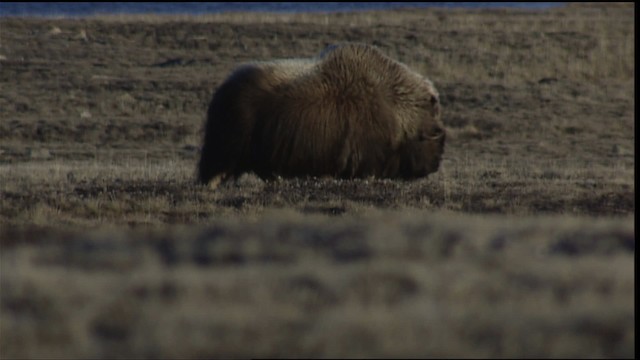 muskox - ML405704