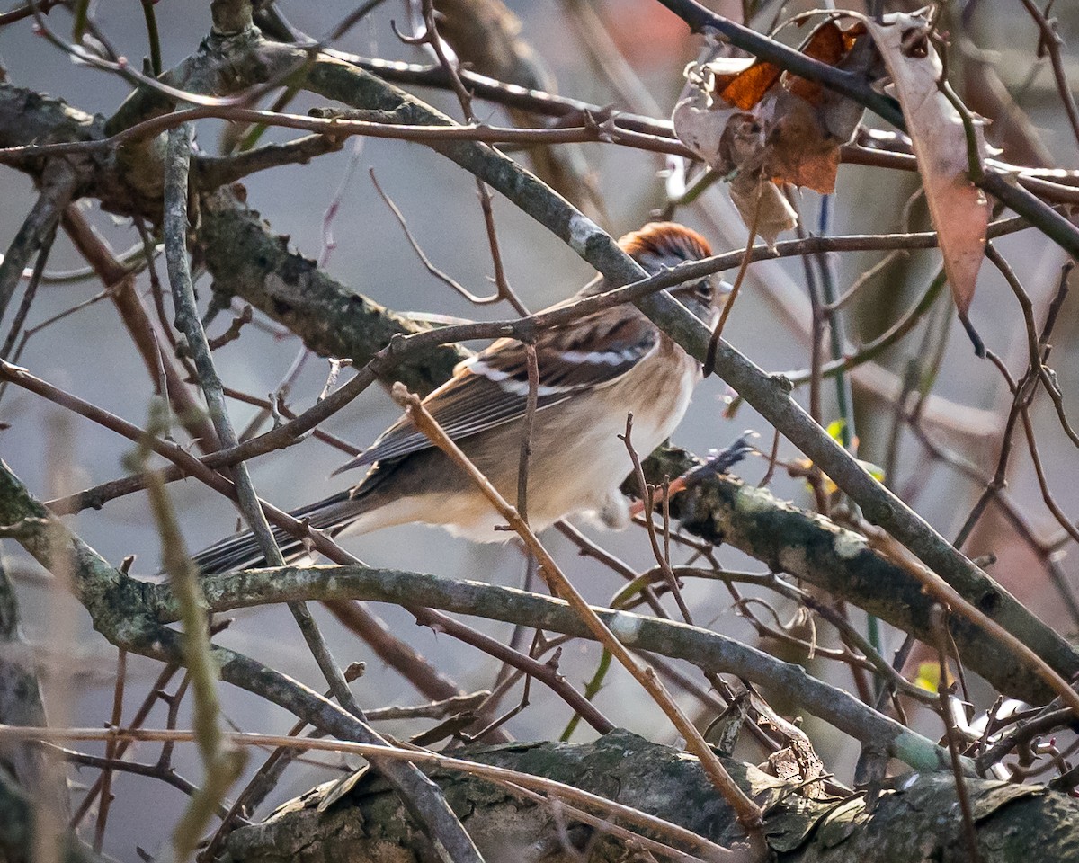 American Tree Sparrow - ML405705431