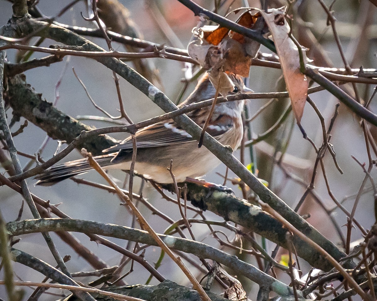 American Tree Sparrow - ML405705441