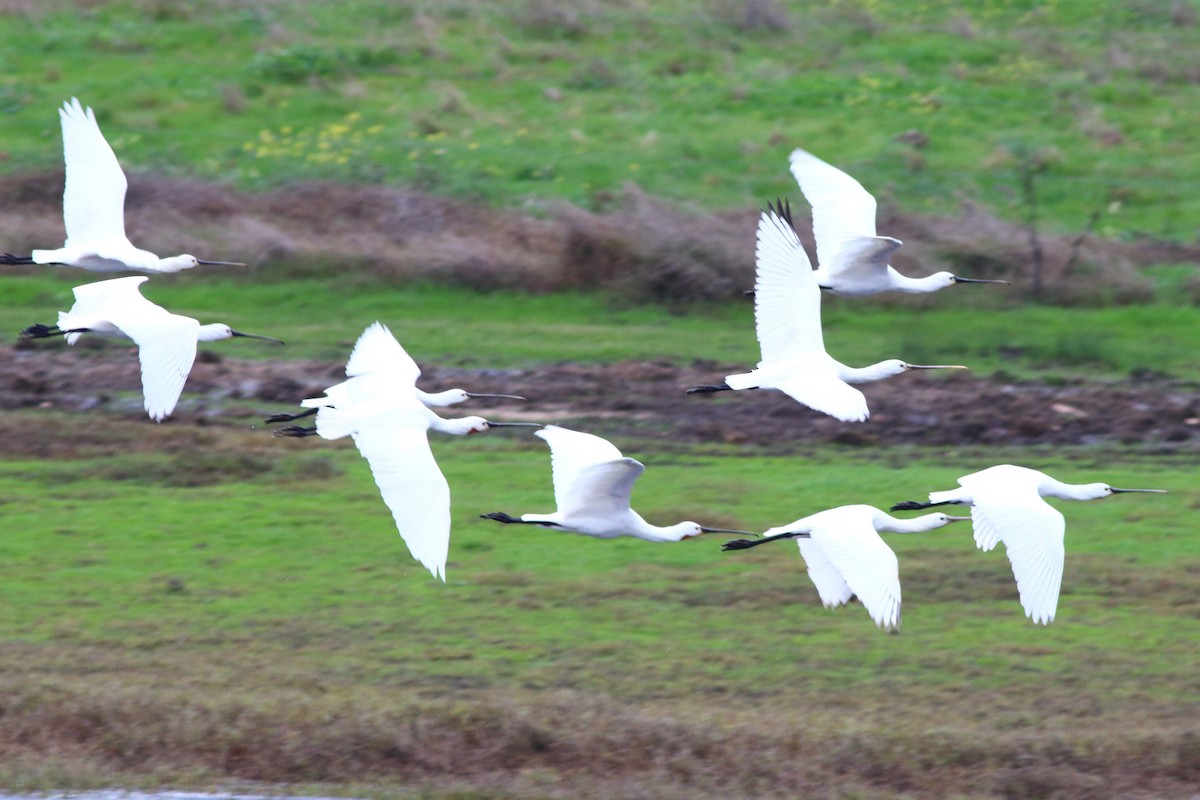 Eurasian Spoonbill - ML405705591