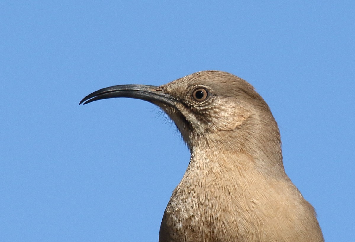 Crissal Thrasher - ML405705831
