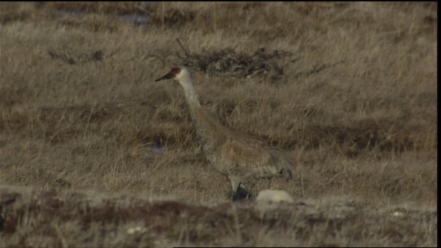 Sandhill Crane - ML405706