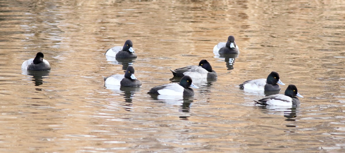 Lesser Scaup - ML405706151