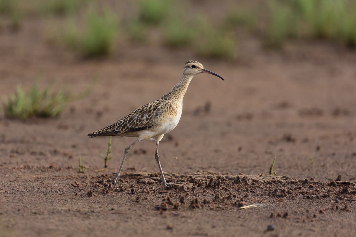 Little Curlew - Stephanie Owen