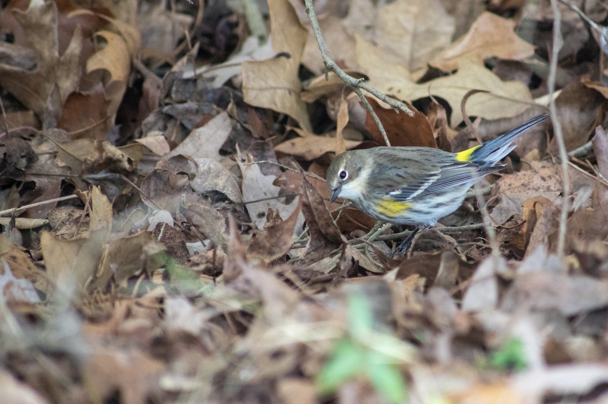 Yellow-rumped Warbler (Myrtle) - ML405709681
