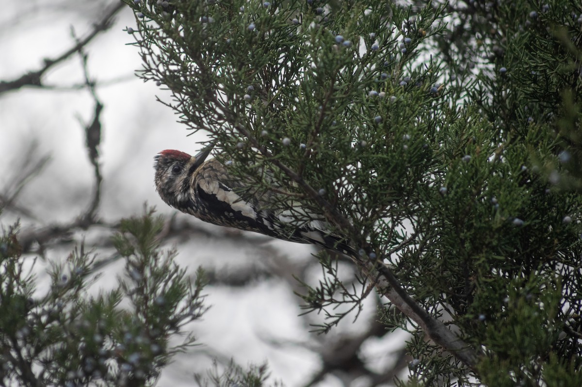 Yellow-bellied Sapsucker - ML405710011