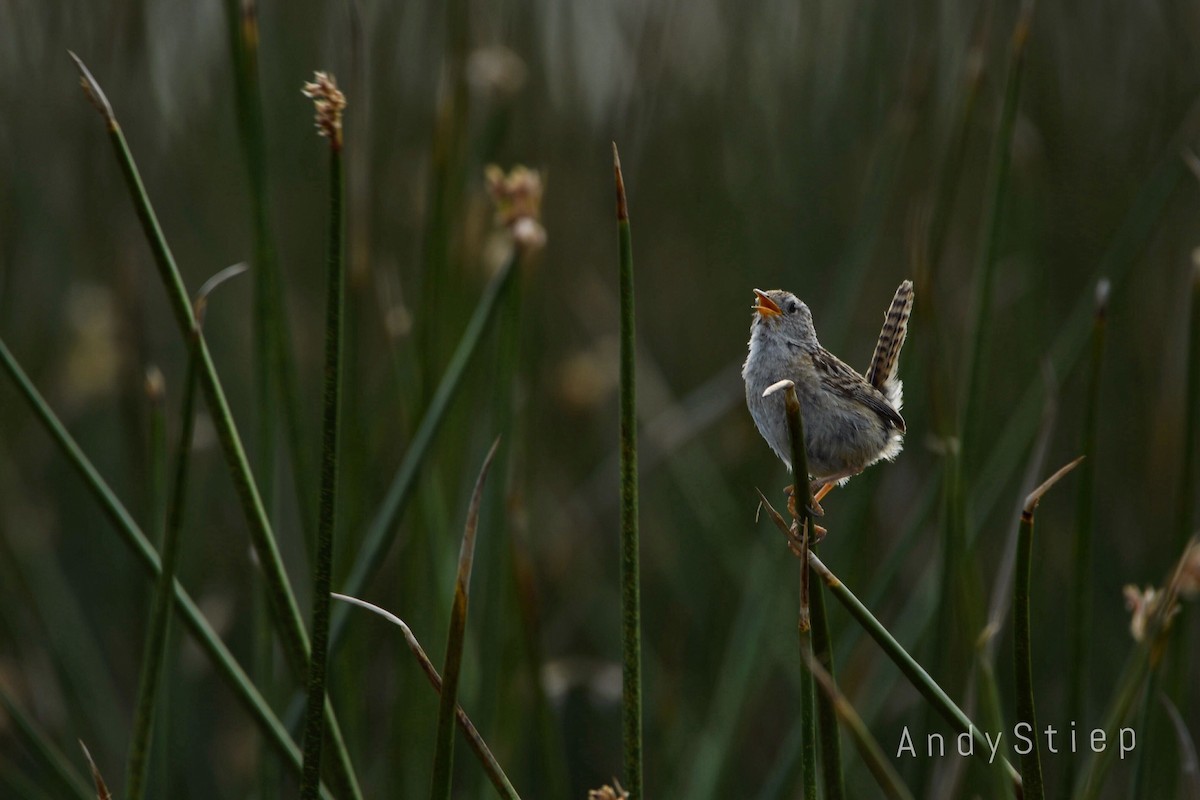 Grass Wren - ML405710481