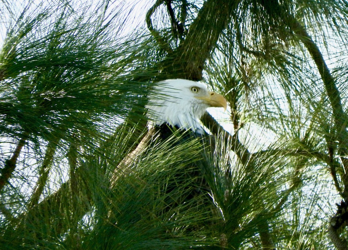 Bald Eagle - ML405710581