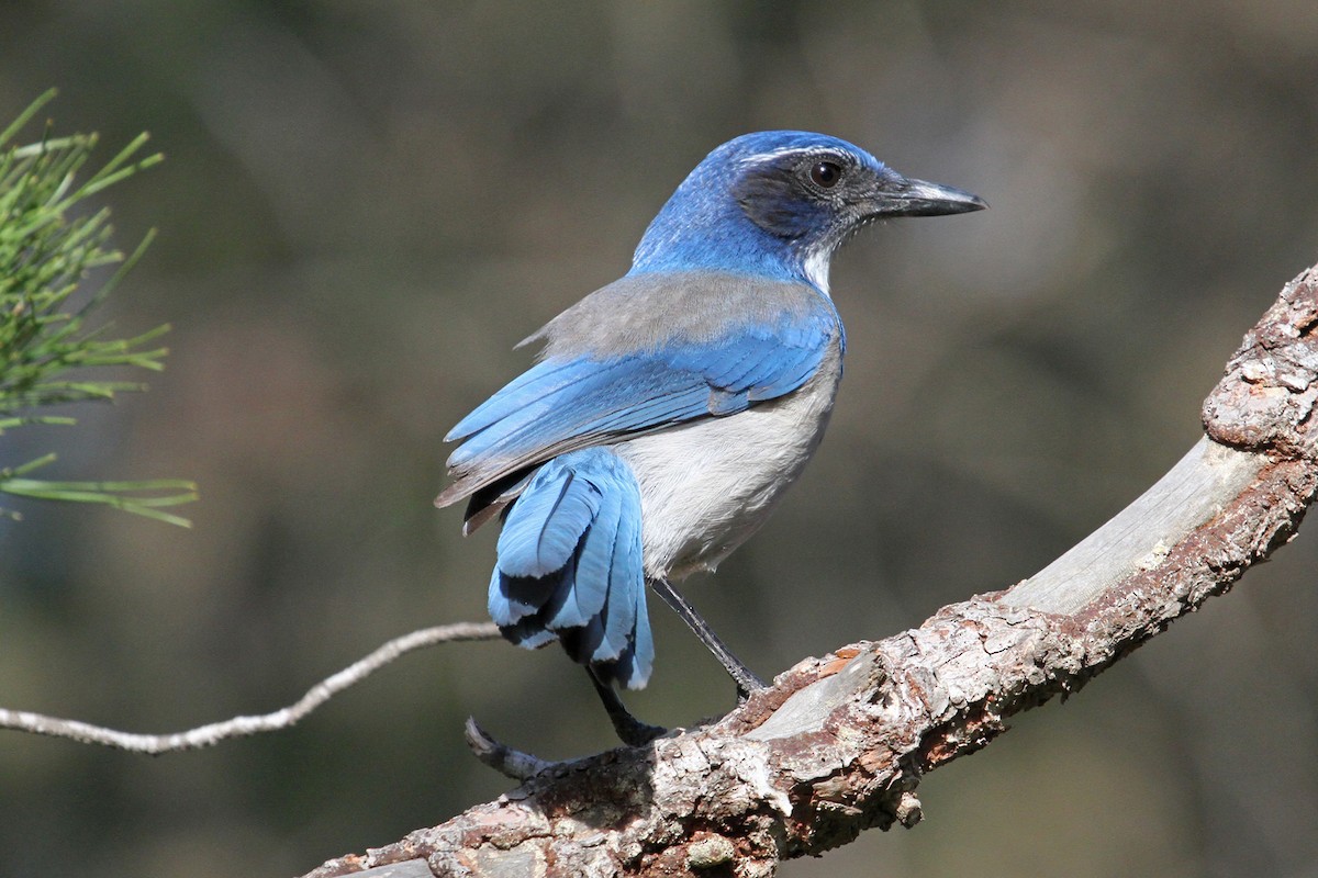 California Scrub-Jay - ML40571061