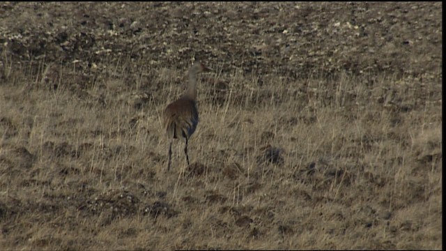 Sandhill Crane - ML405711