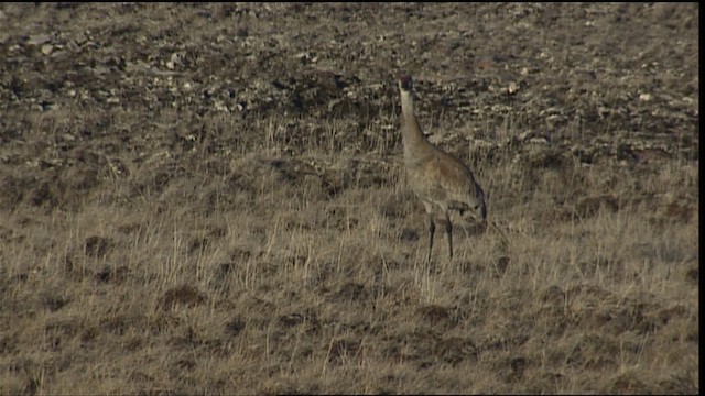 Sandhill Crane - ML405712