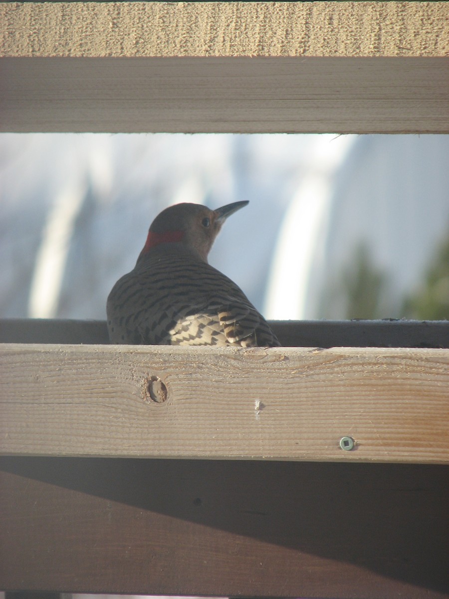 Northern Flicker - ML405713191