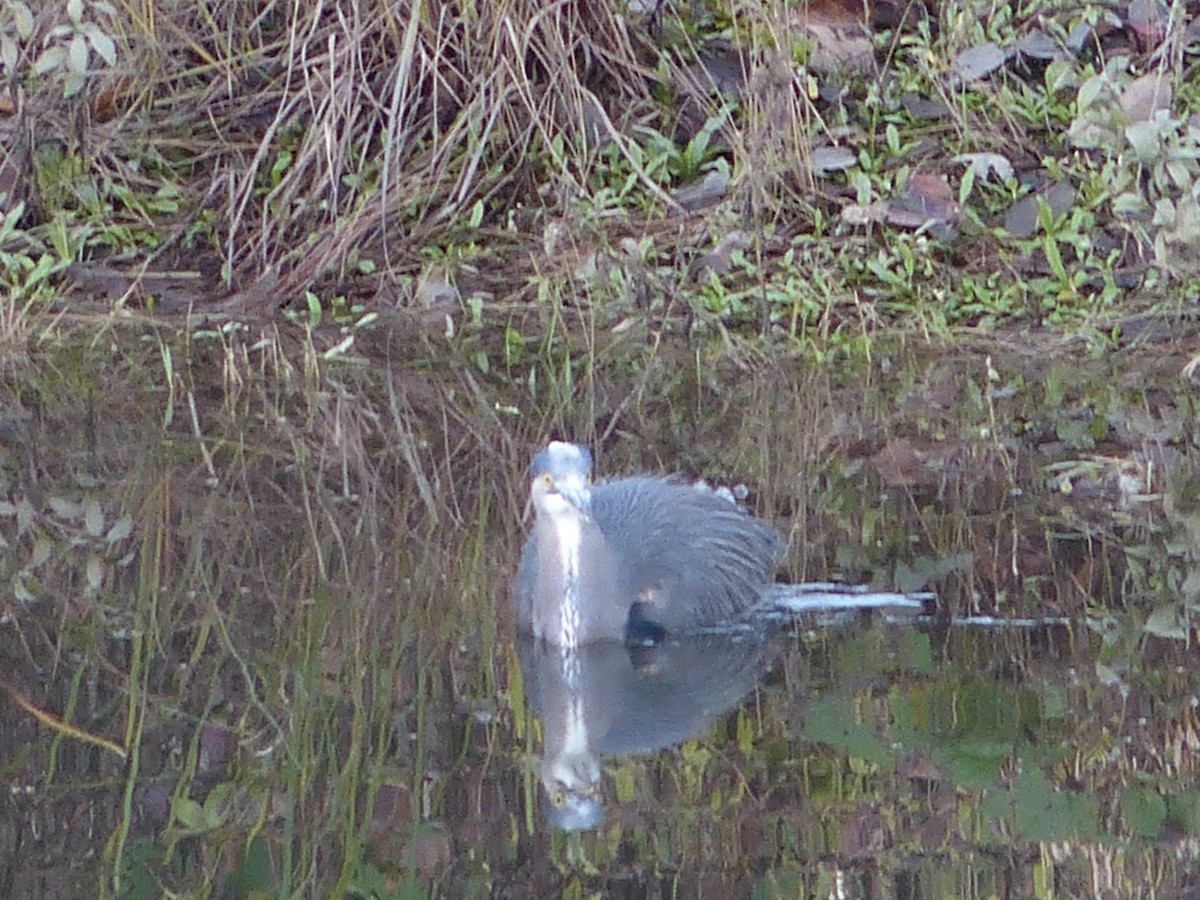 Great Blue Heron - ML40571331