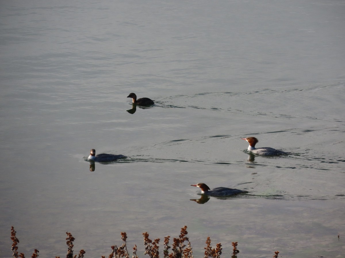 Common Merganser - ML405713391