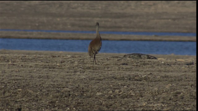 Sandhill Crane - ML405714