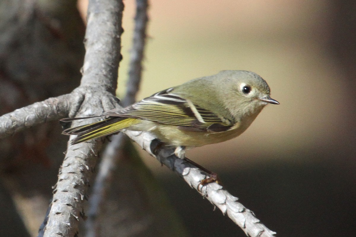 Ruby-crowned Kinglet - ML40571471