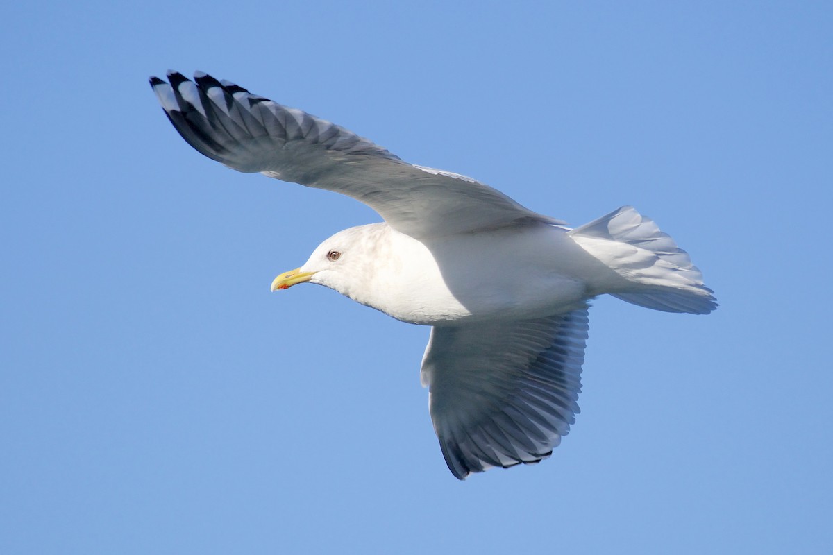 Iceland Gull (Thayer's) - ML405714741