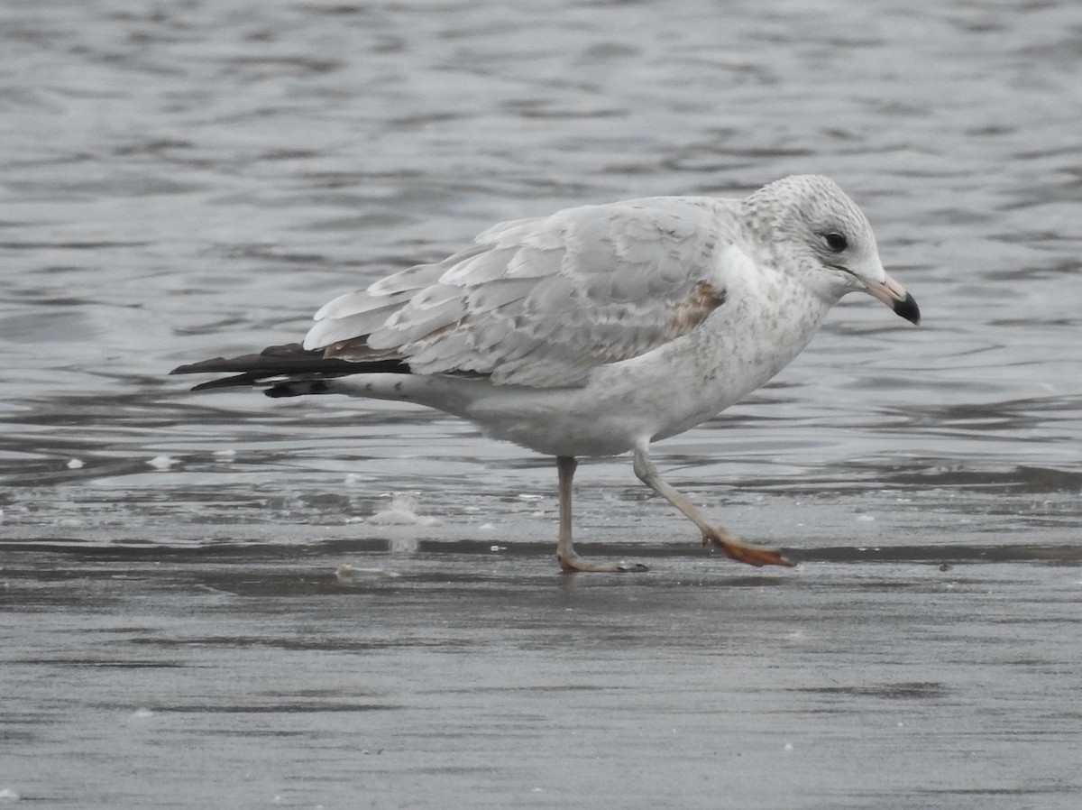 Ring-billed Gull - ML405714871