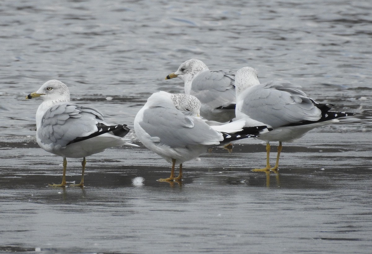 Ring-billed Gull - ML405714881