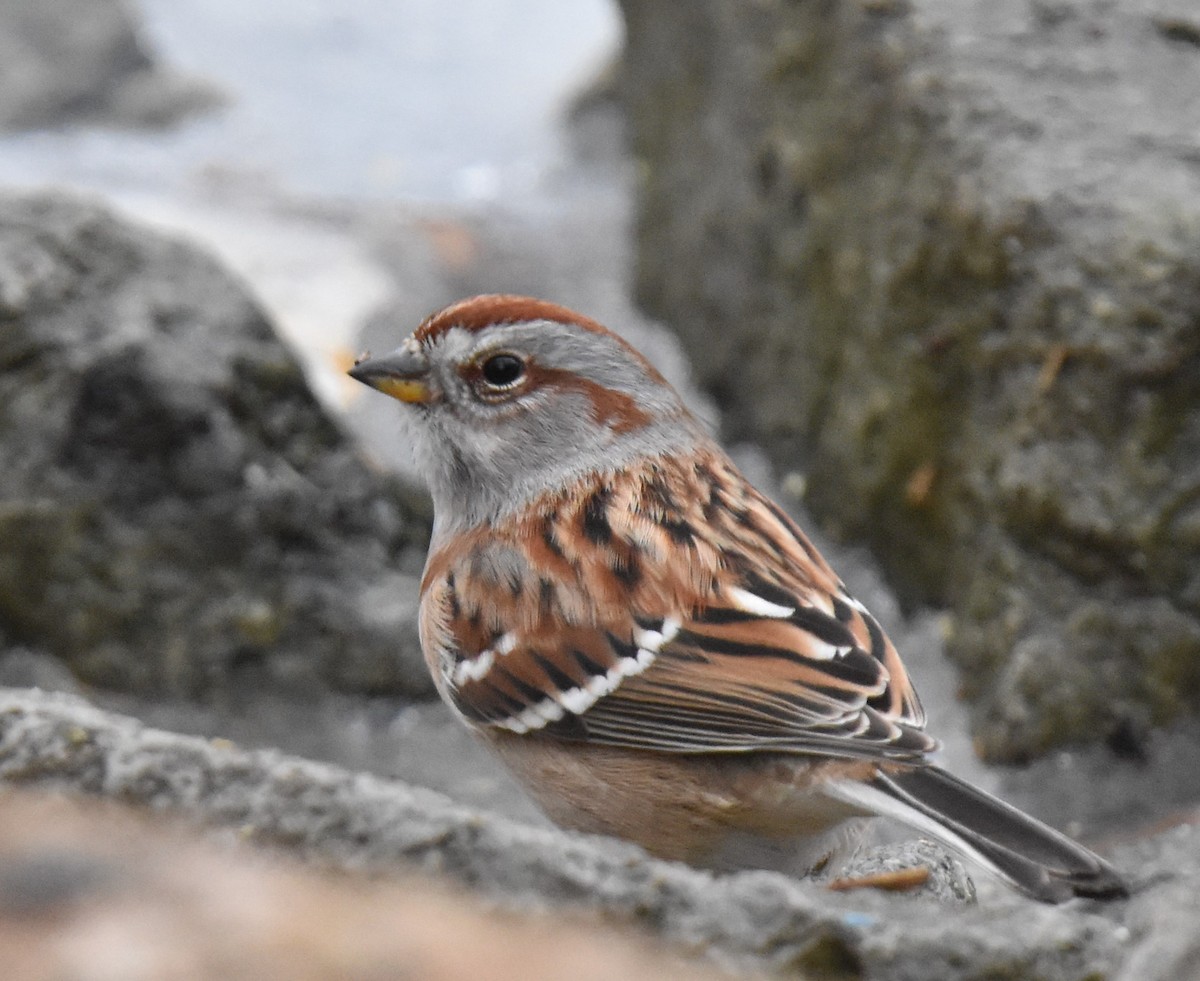 American Tree Sparrow - Bet Crooks