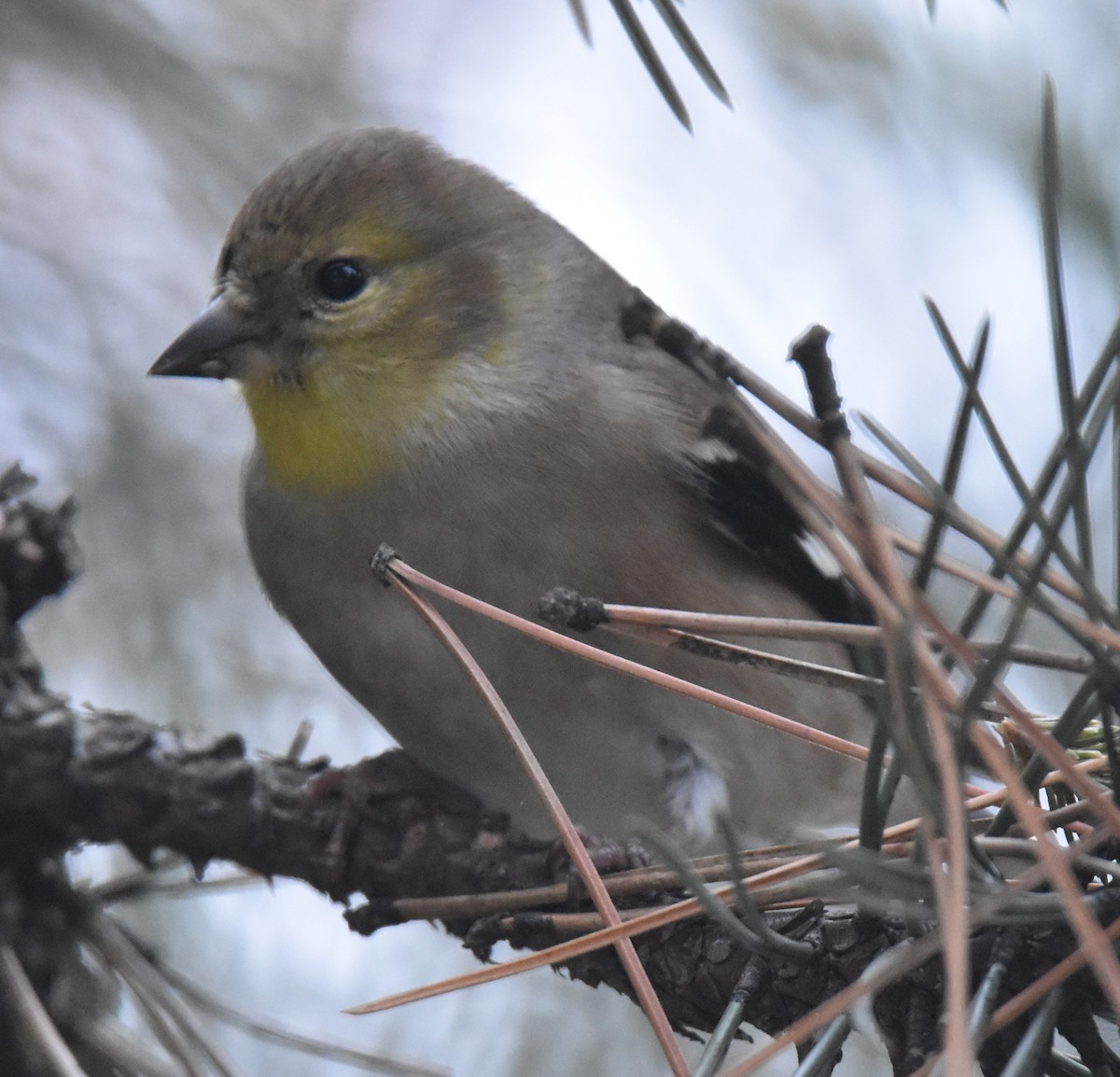 Chardonneret jaune - ML405715601