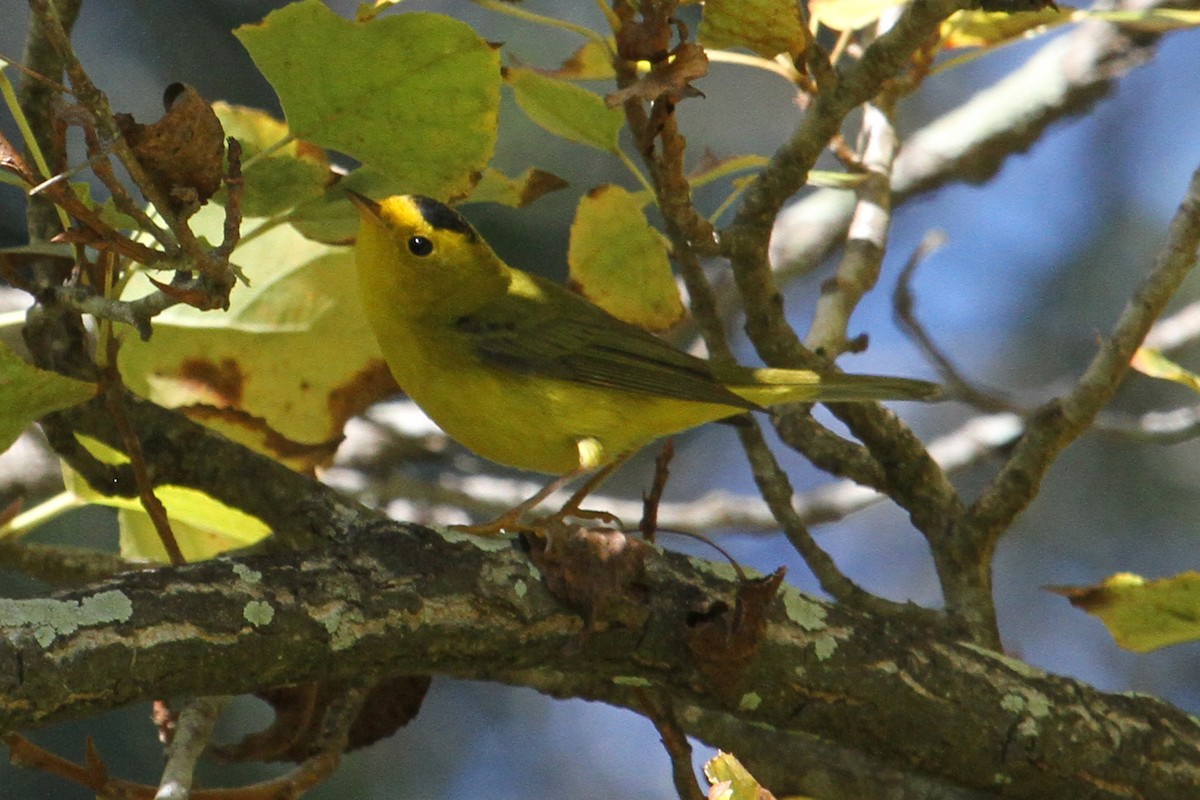 Wilson's Warbler - ML40571641