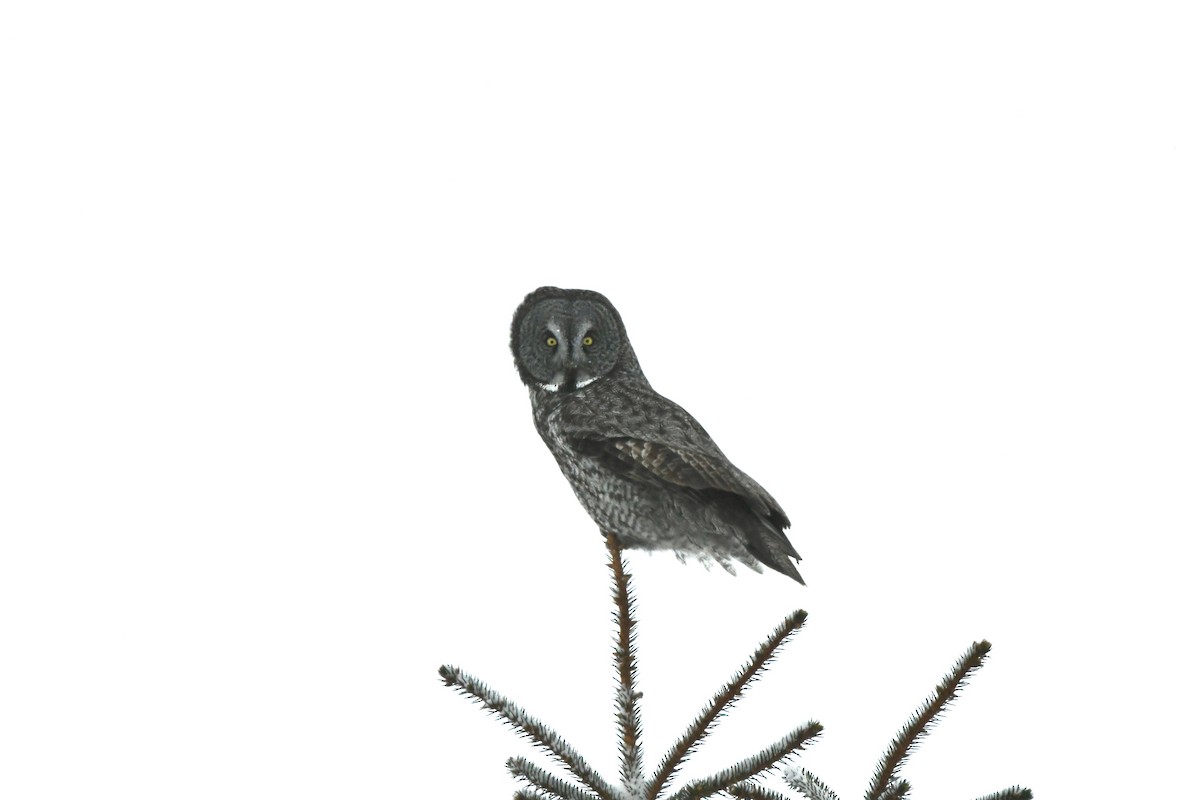 Great Gray Owl - ML405716551