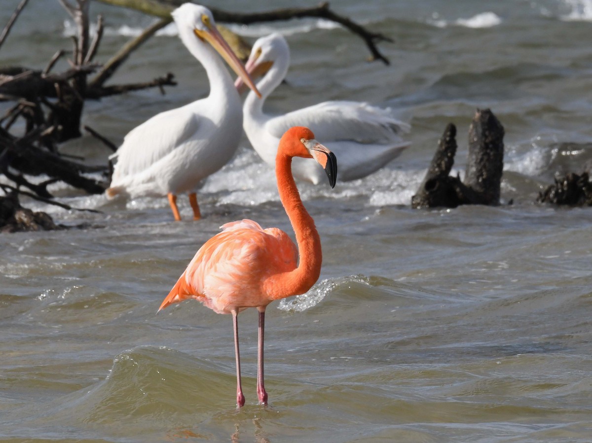 American Flamingo - ML405718121