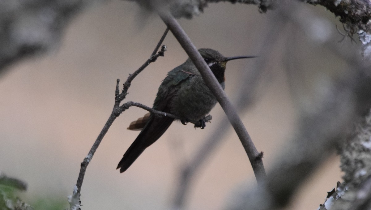 Bronze-tailed Comet - ML405718961