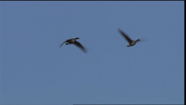 Greater White-fronted Goose - ML405719