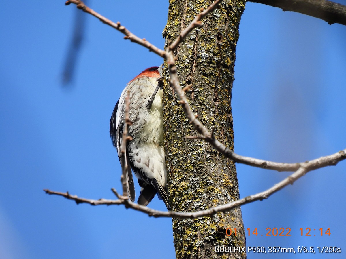Red-breasted Sapsucker - ML405719501