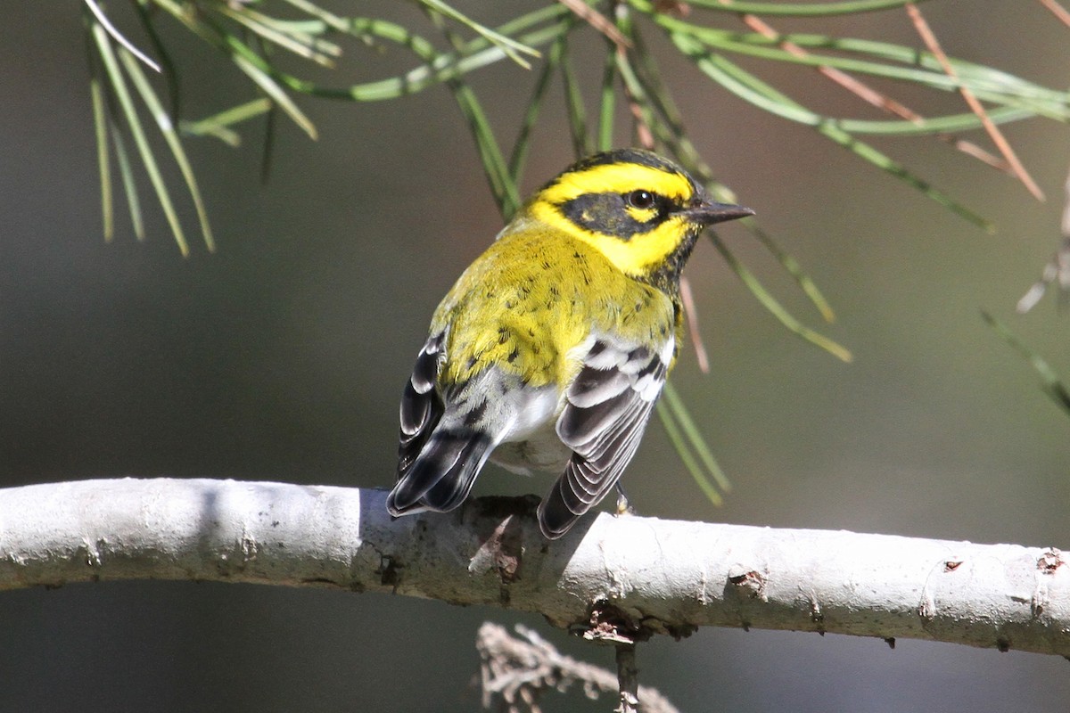 Townsend's Warbler - ML40572061