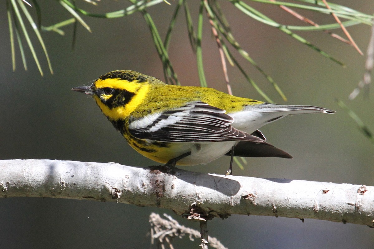 Townsend's Warbler - Jamie Chavez