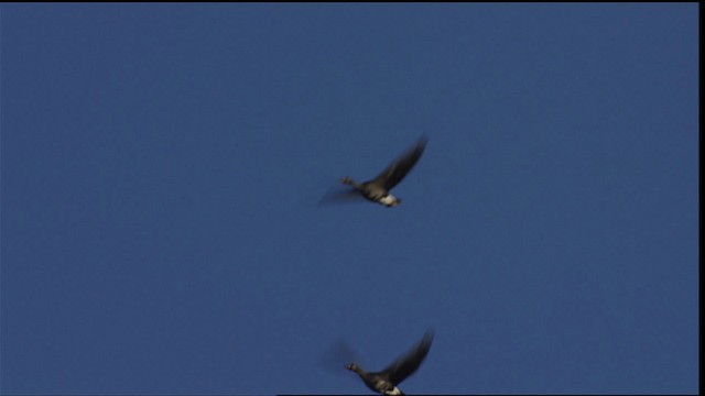 Greater White-fronted Goose - ML405721