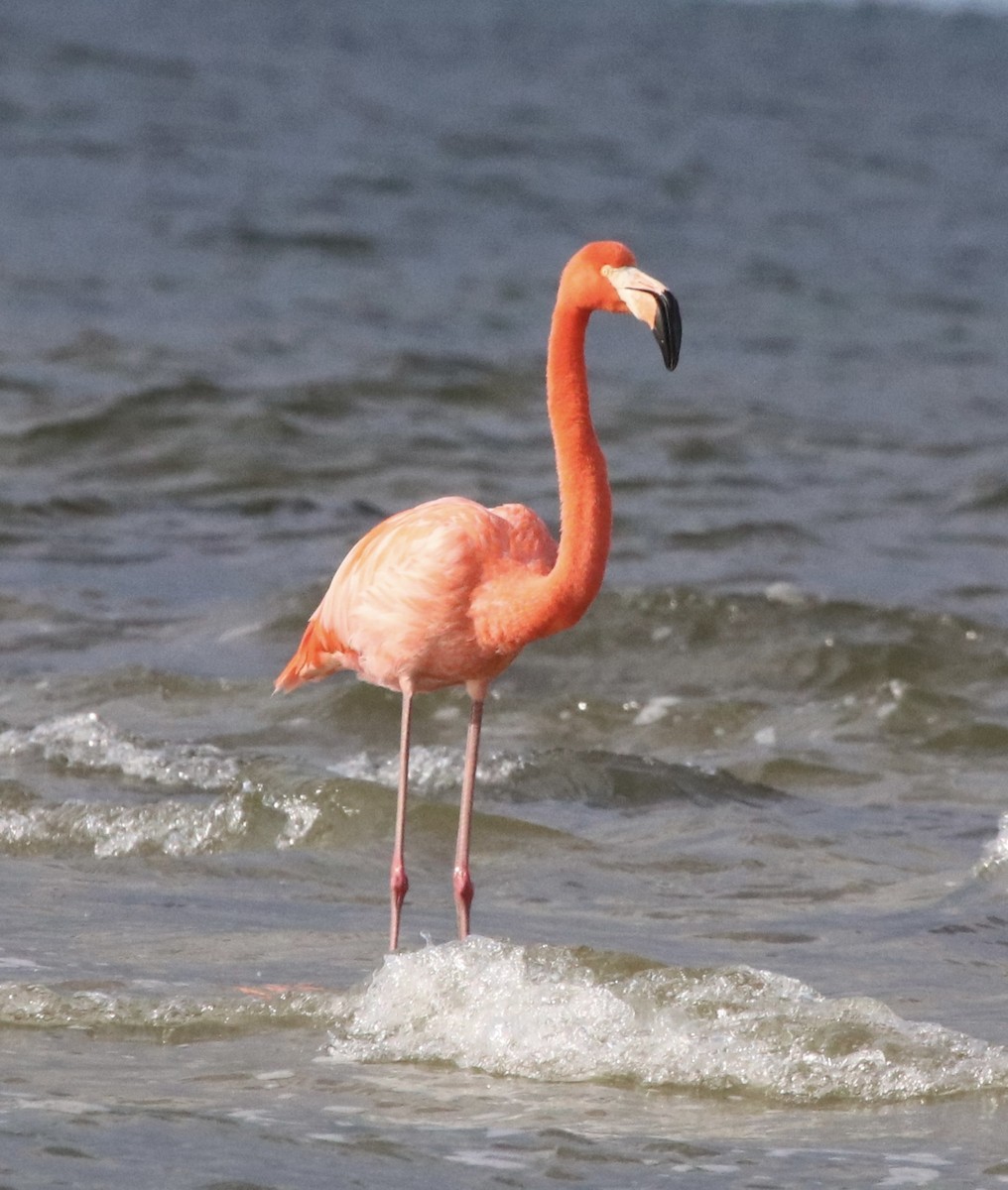 American Flamingo - ML405721461
