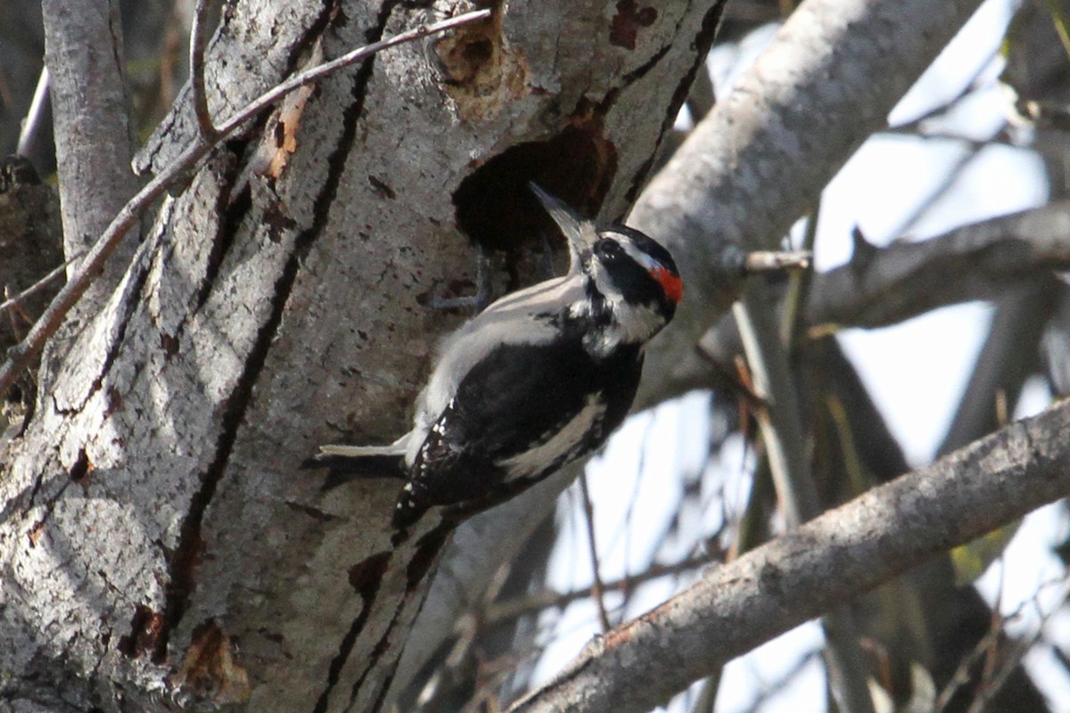 Hairy Woodpecker - ML40572301