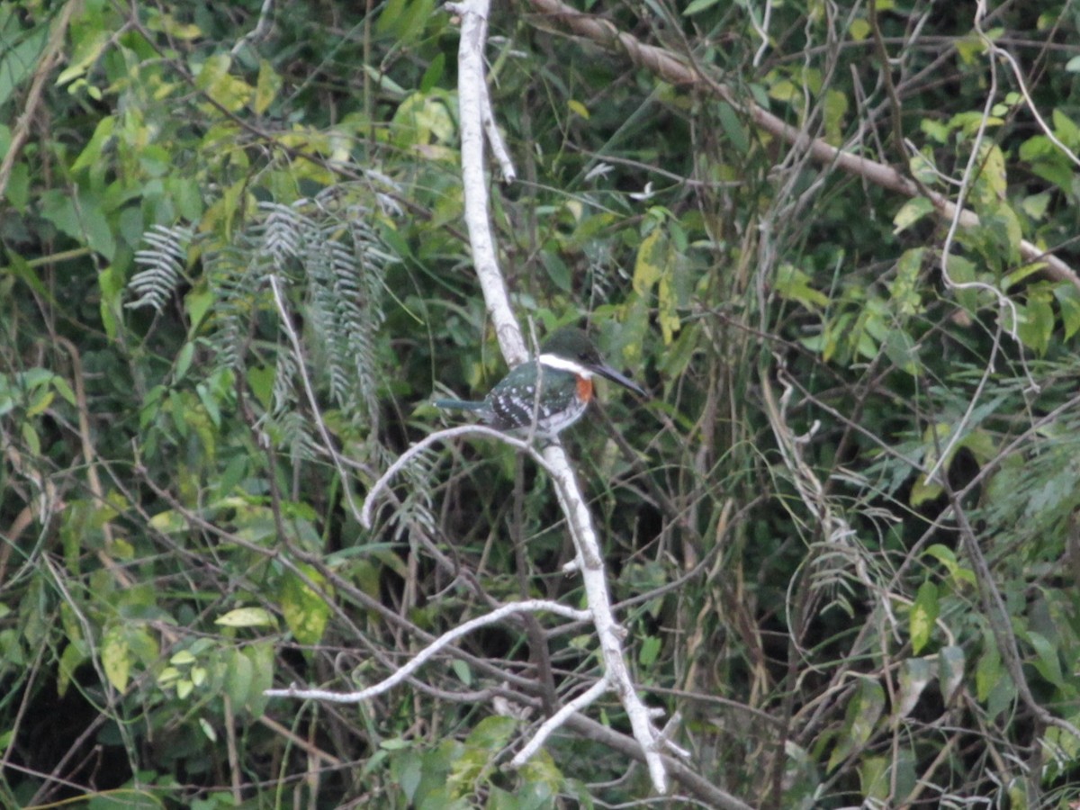 Green Kingfisher - ML405723271