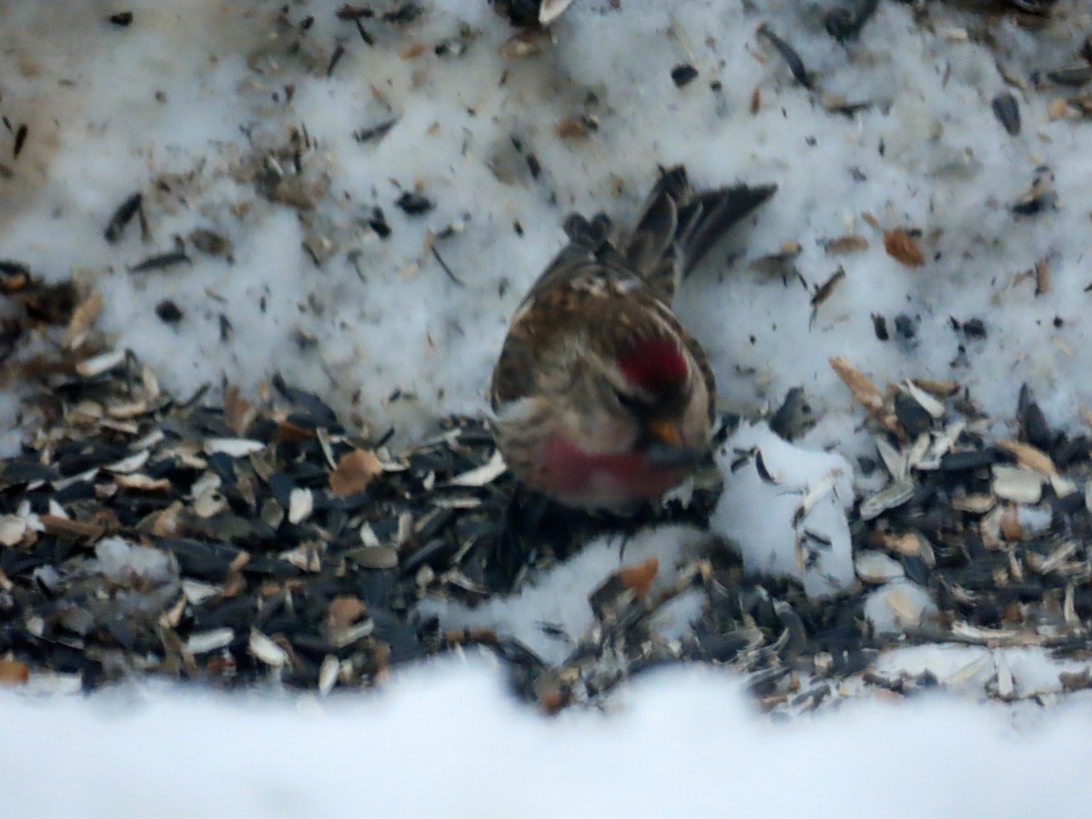 Common Redpoll - ML405723371