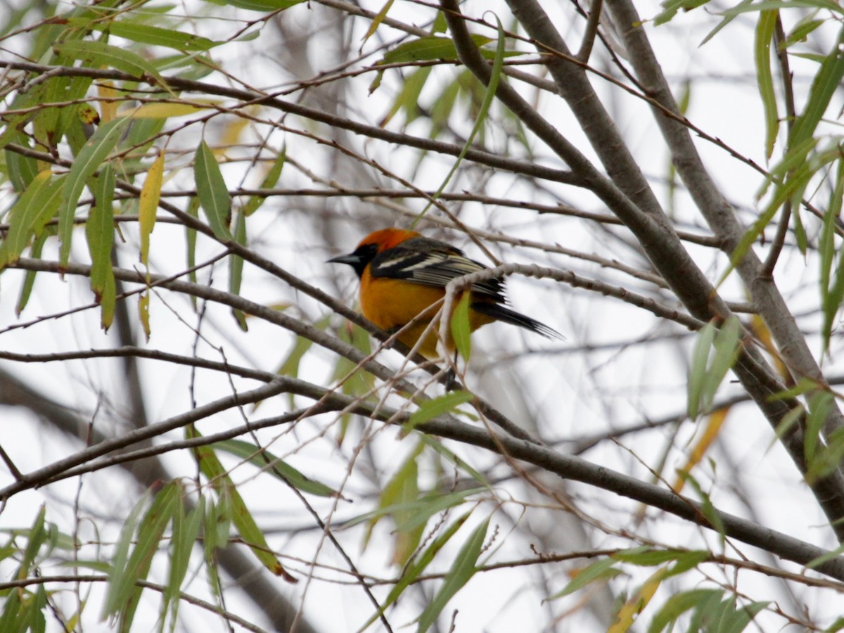 Oriole à gros bec - ML405723401