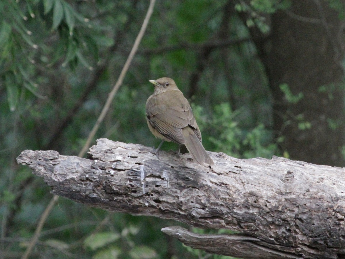 Clay-colored Thrush - ML405724481