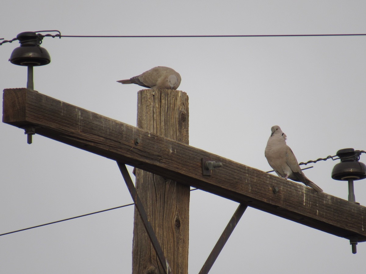 Eurasian Collared-Dove - ML405724901