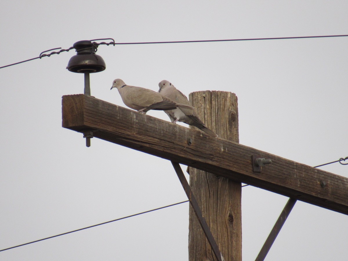 Eurasian Collared-Dove - ML405724911