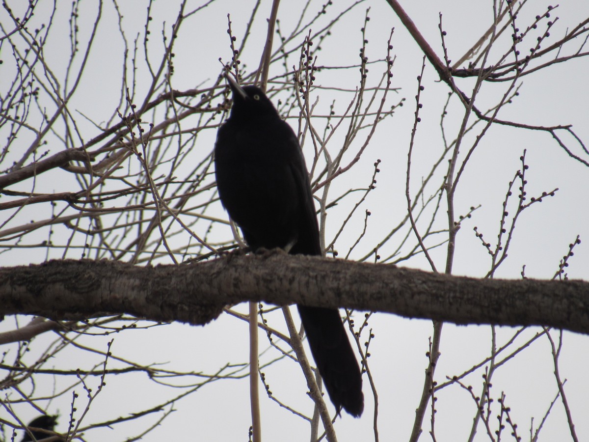 Great-tailed Grackle - ML405725311