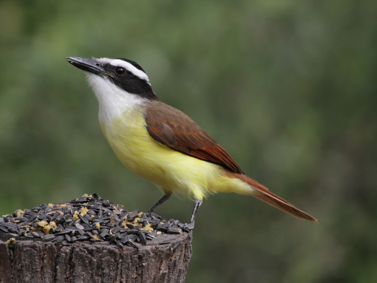 Great Kiskadee - Maria Smith